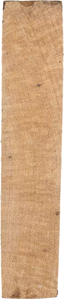 Acer saccharinum L.