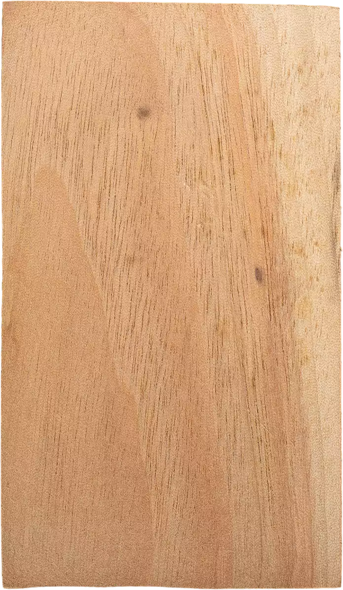 Cinnamomum camphora(L.) J.Presl