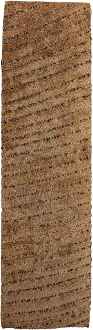 Ulmus davidiana PlanchVar. <i>japonica</i> Nakai
