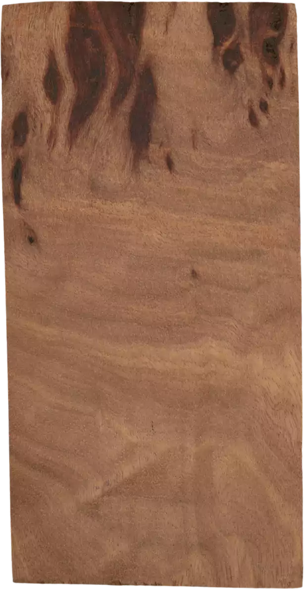 Ternstroemia philippinensisvar. <i>megacarpa</i> (Merr.) Kobuski