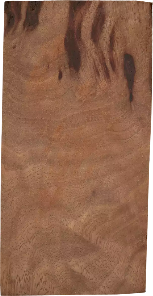 Ternstroemia philippinensisvar. <i>megacarpa</i> (Merr.) Kobuski
