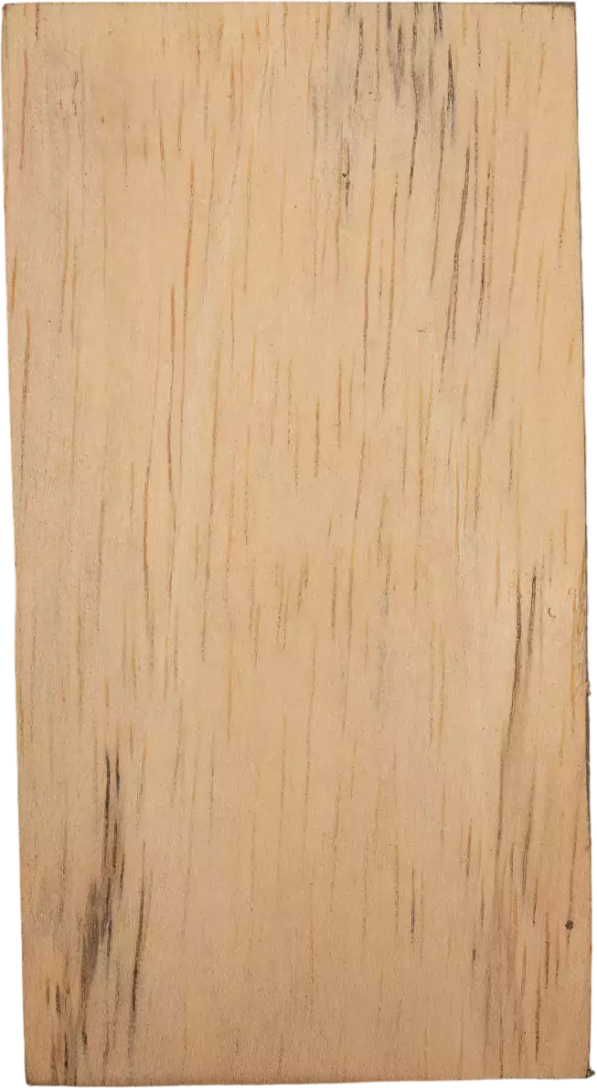 Ricinodendron heudelotiisubsp.  <i>Africanum</i> (Müll.Arg.) J.Léonard