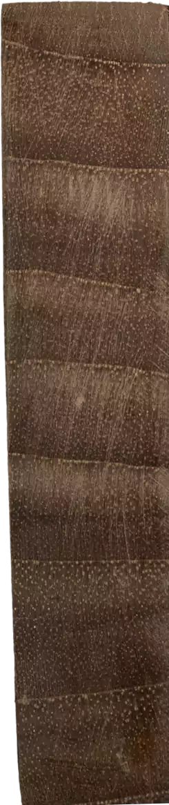Tectona grandis L. f.