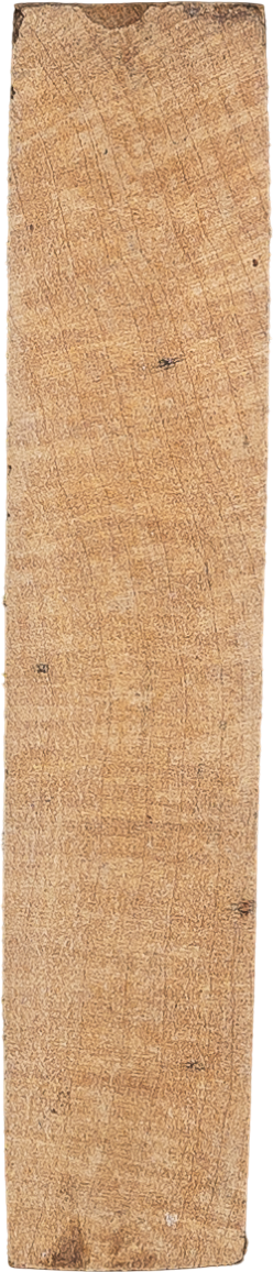 Acer saccharinum L.