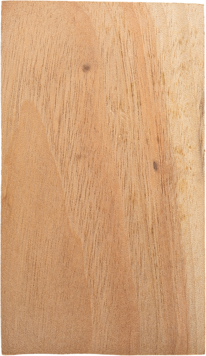 Cinnamomum camphora(L.) J.Presl