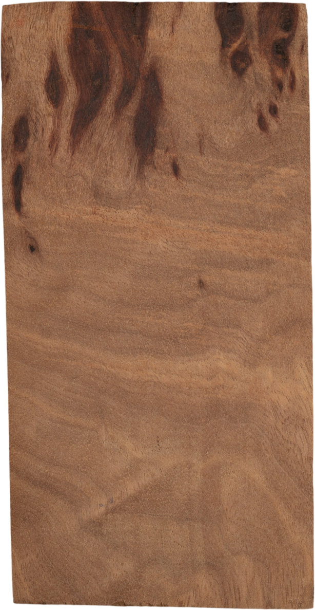 Ternstroemia philippinensisvar. <i>megacarpa</i> (Merr.) Kobuski