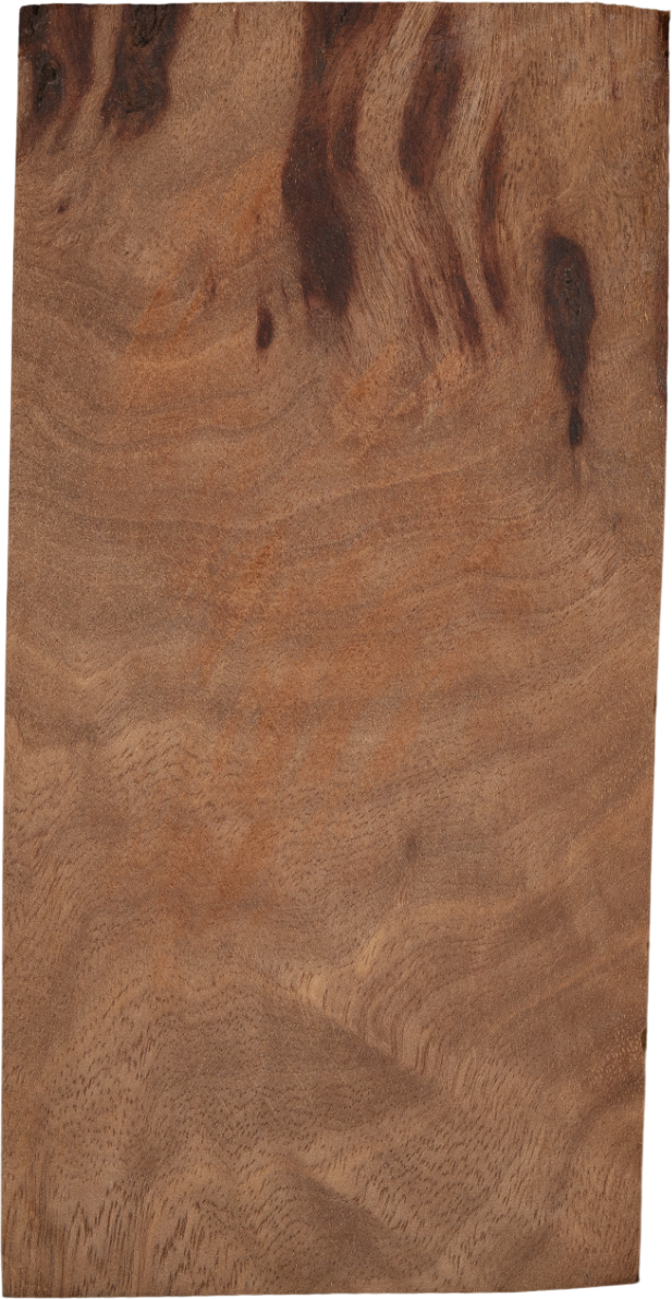 Ternstroemia philippinensisvar. <i>megacarpa</i> (Merr.) Kobuski