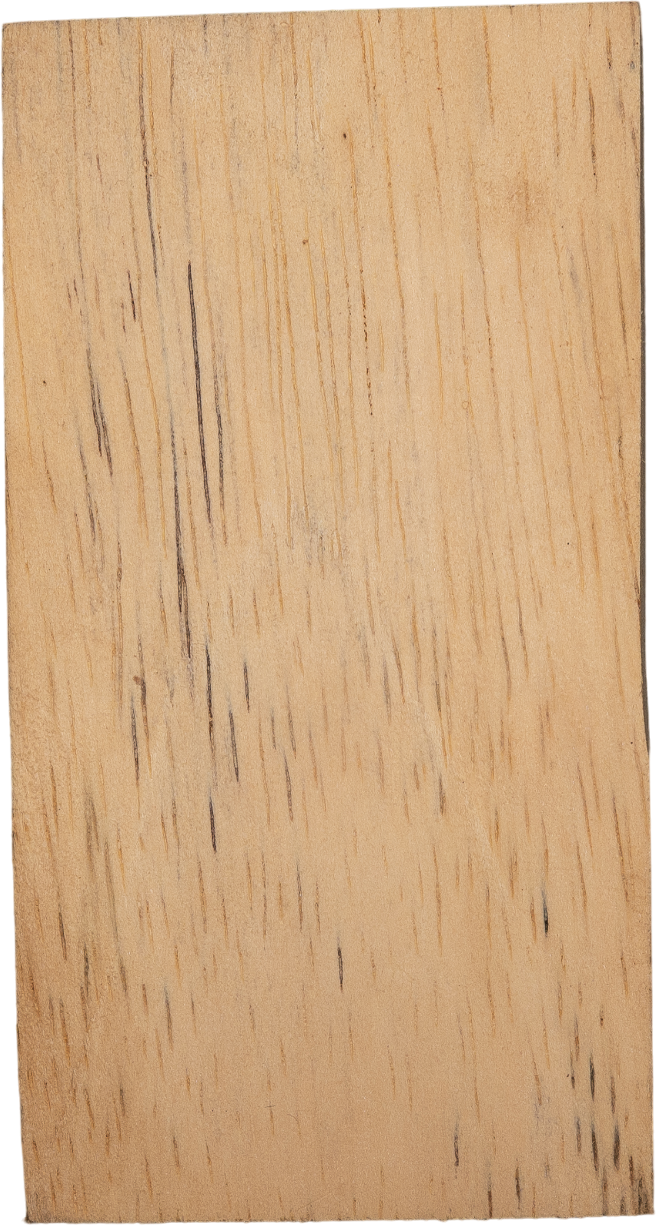 Ricinodendron heudelotiisubsp.  <i>Africanum</i> (Müll.Arg.) J.Léonard