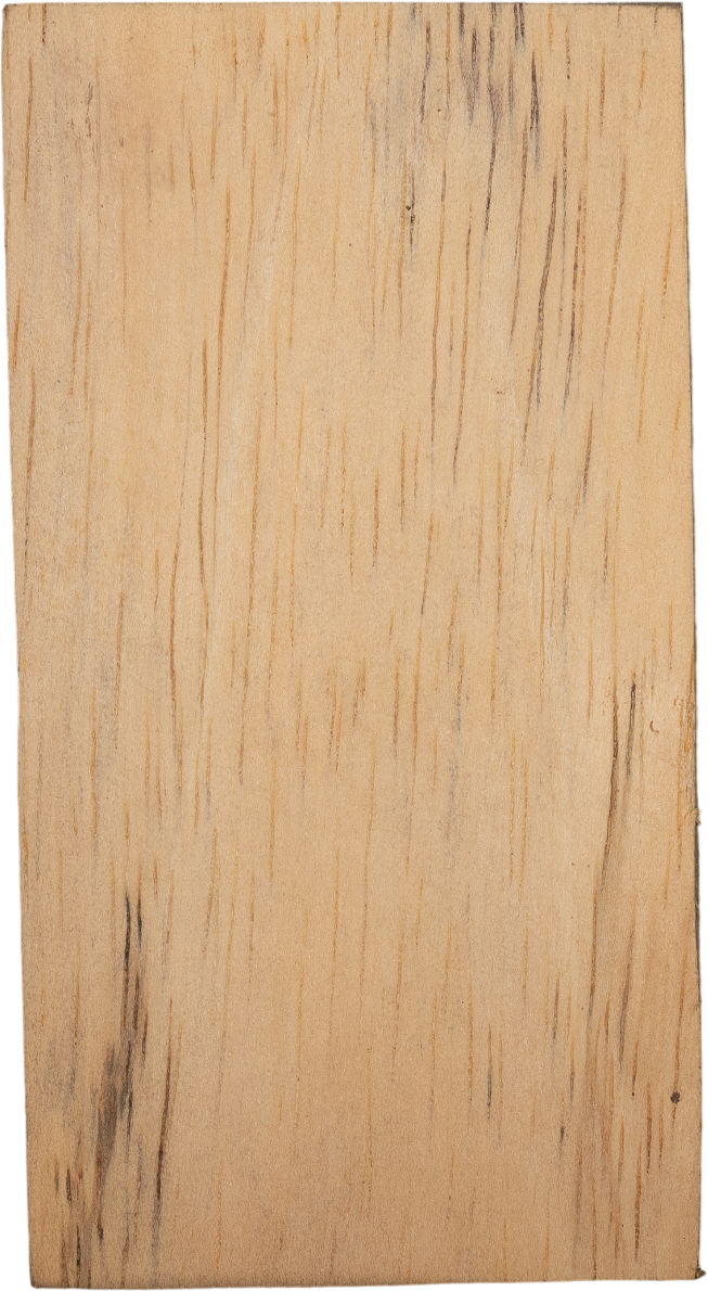 Ricinodendron heudelotiisubsp.  <i>Africanum</i> (Müll.Arg.) J.Léonard