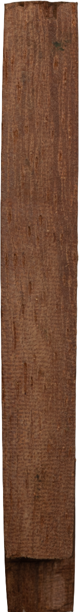 Koompassia malaccensis Maingay